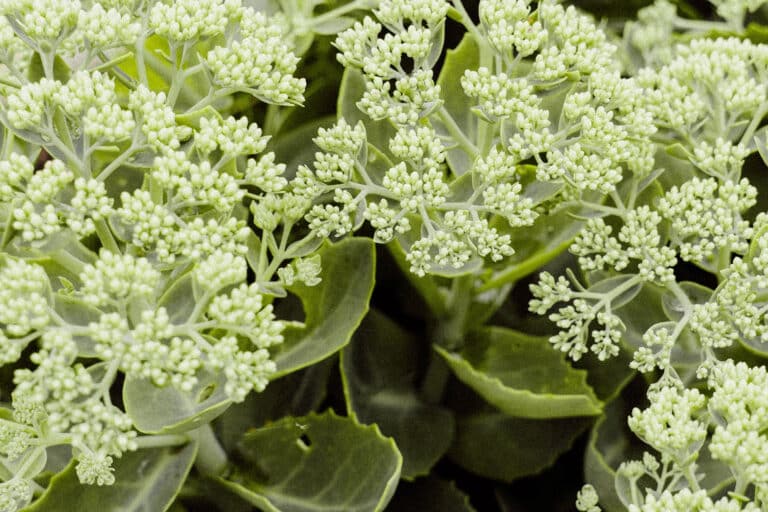 Close up of green foliage - Greenwashing