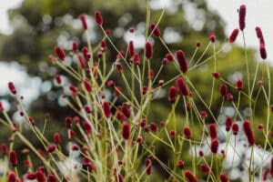 wild flowers sustainable design