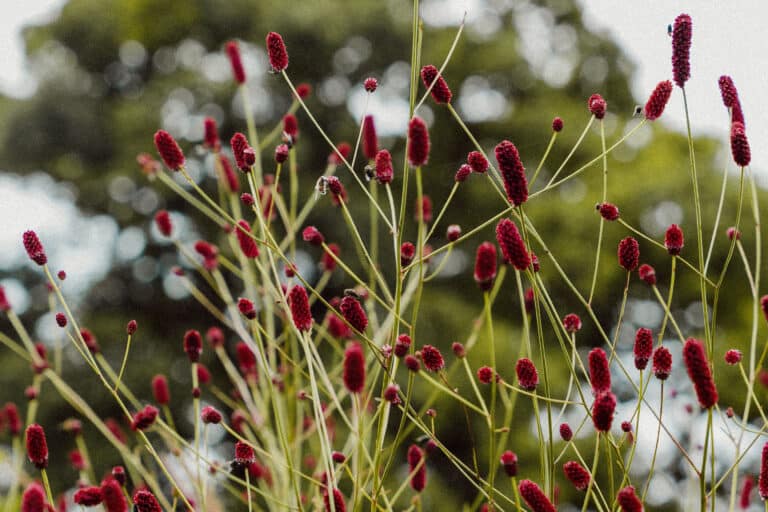 wild flowers sustainable design