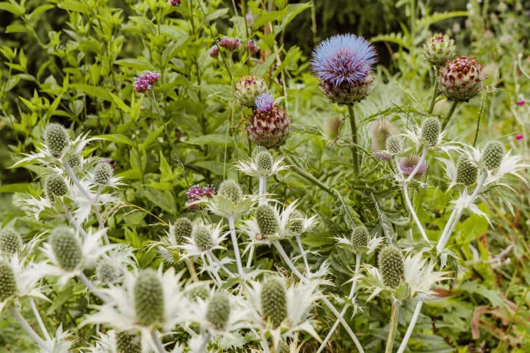 wild garden thistle